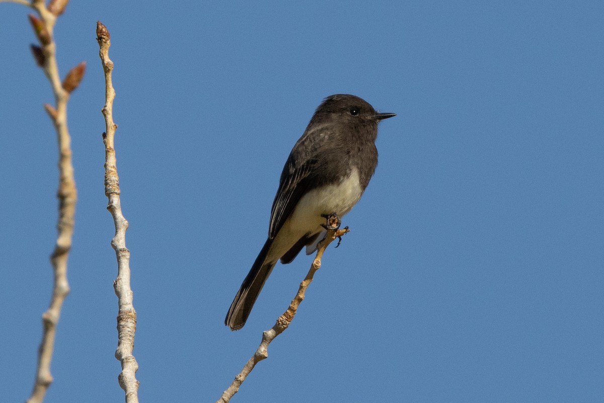 Black Phoebe - ML643718896