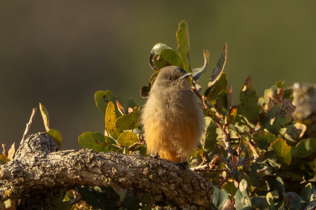 Say's Phoebe - ML643718907