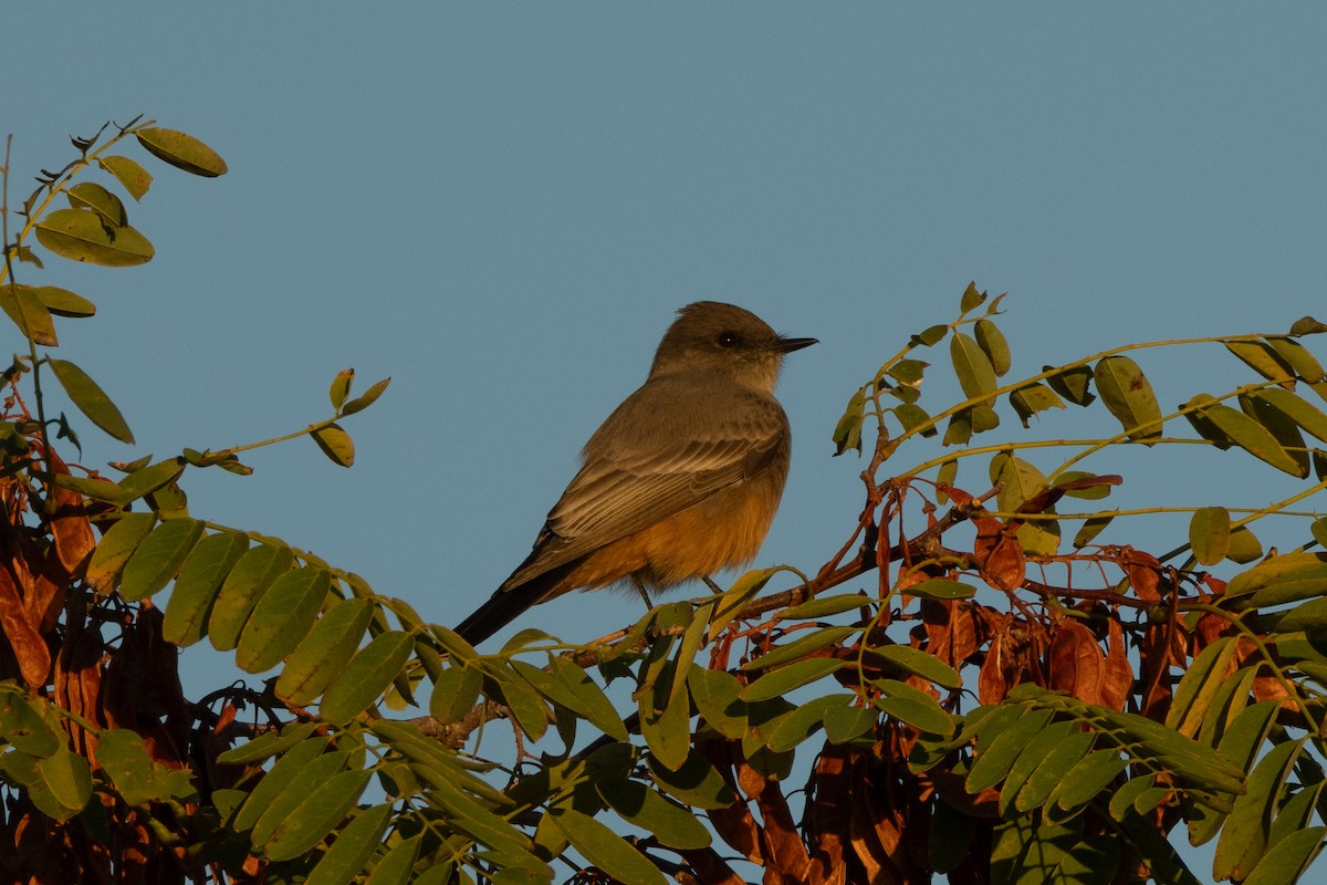 Say's Phoebe - ML643718908