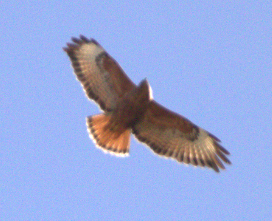 歐亞鵟(vulpinus/menetriesi) - ML643718909