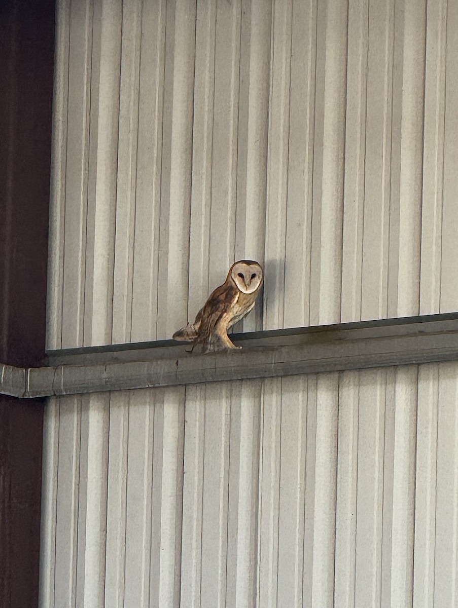 Hontz zuri amerikarra - ML643718914