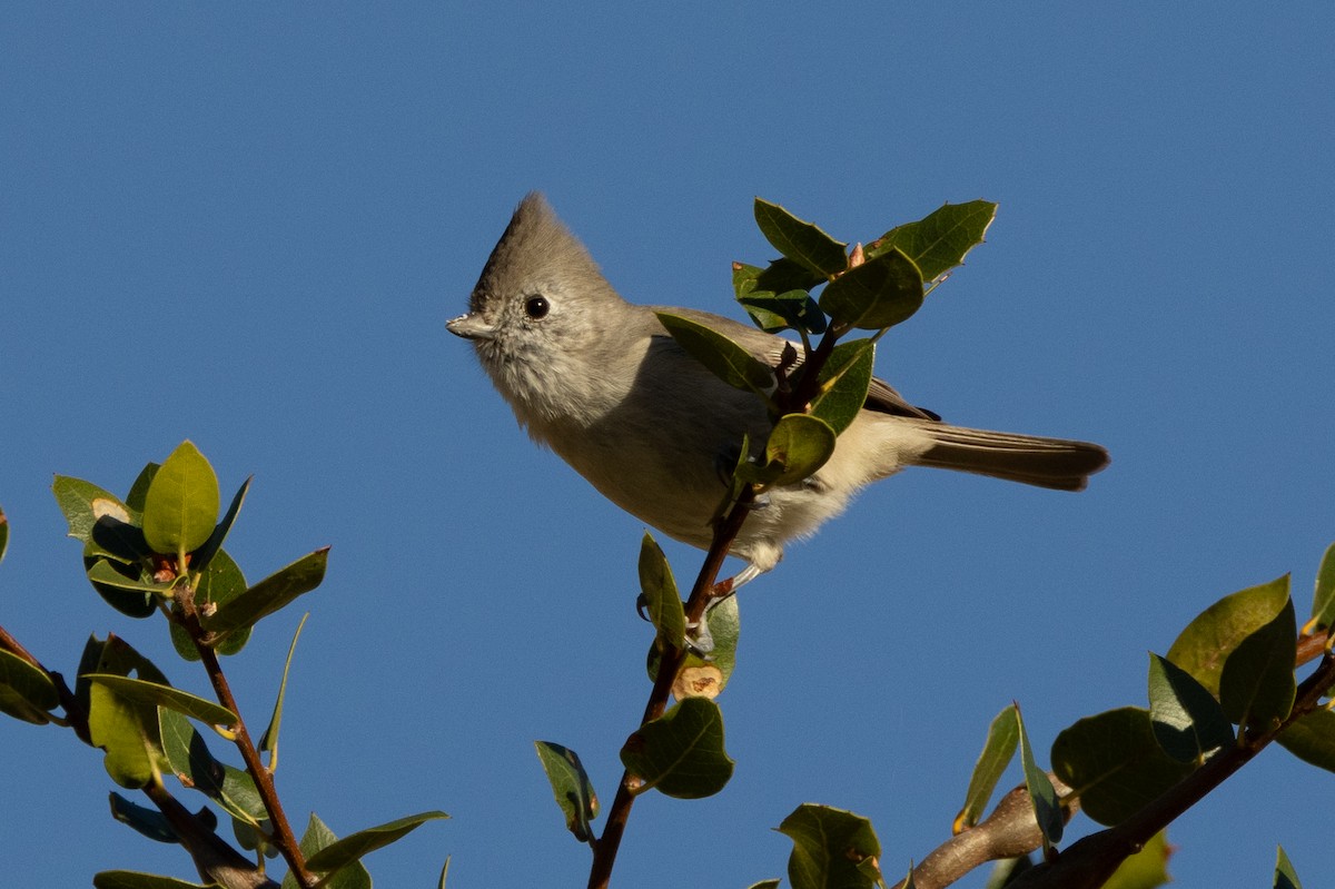Oak Titmouse - ML643718921