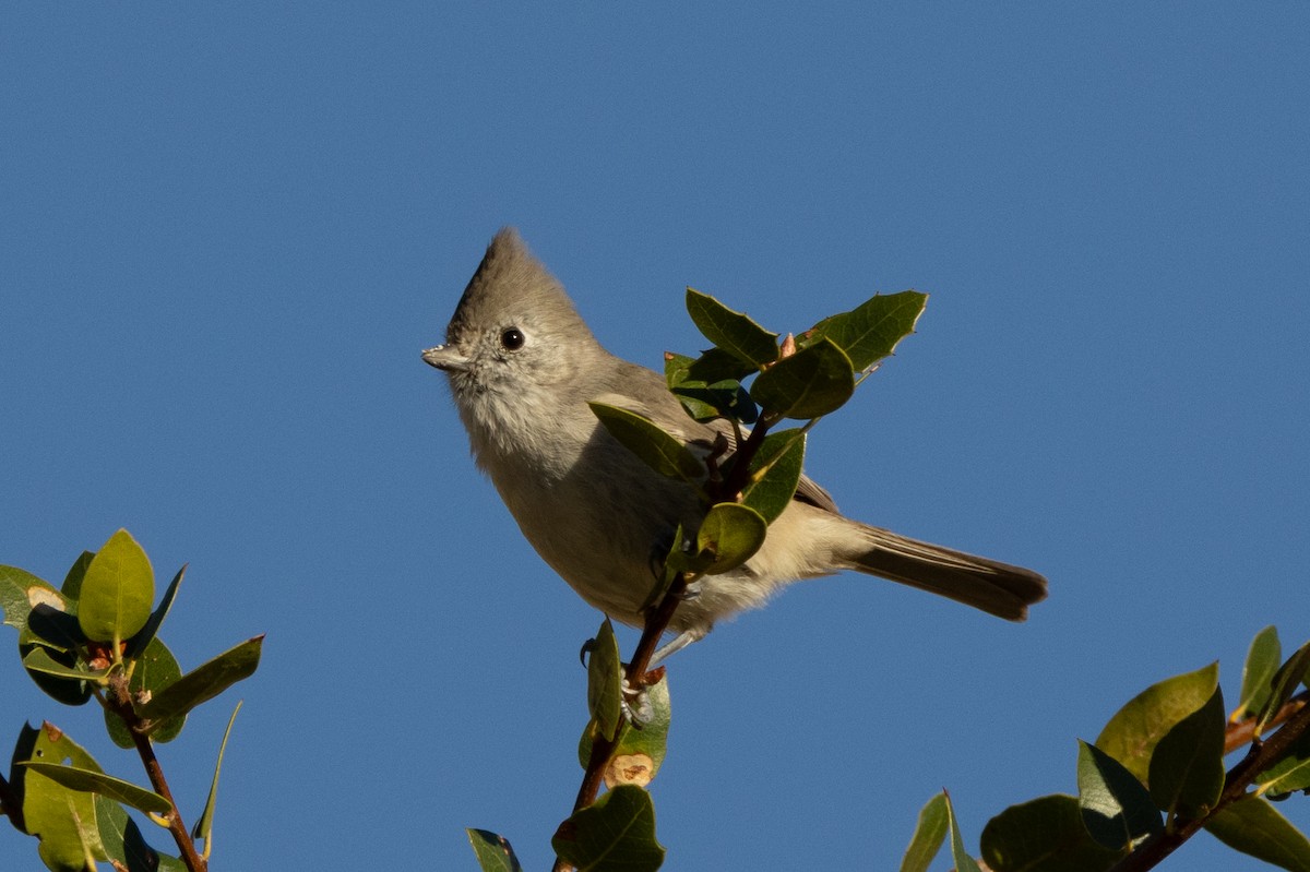 Oak Titmouse - ML643718922