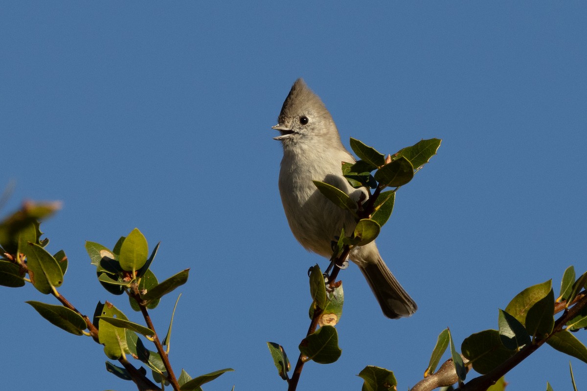 Oak Titmouse - ML643718923
