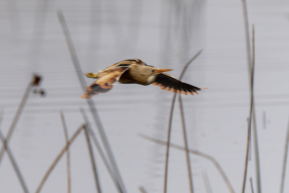 Stripe-backed Bittern - ML643718932