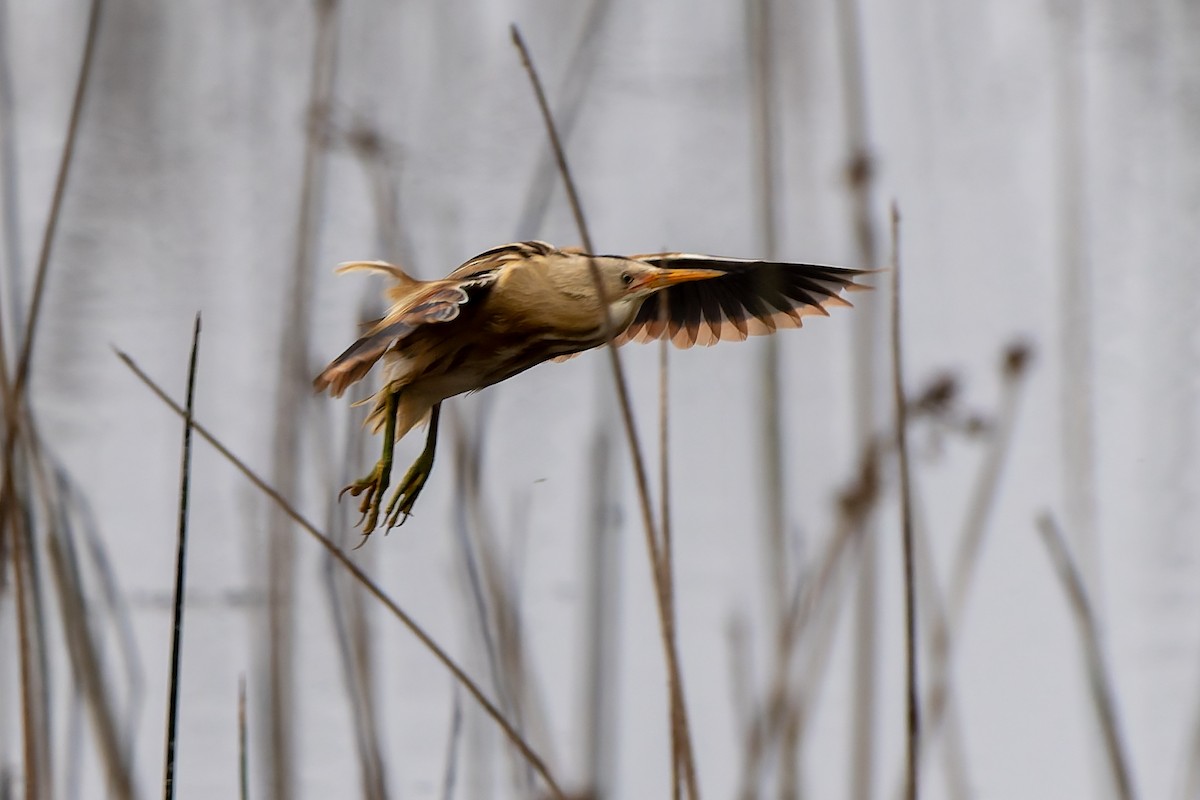 Stripe-backed Bittern - ML643718933