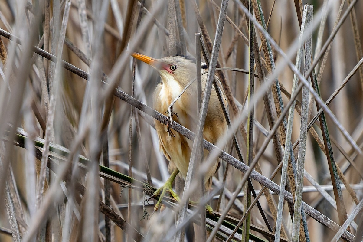 Stripe-backed Bittern - ML643718934
