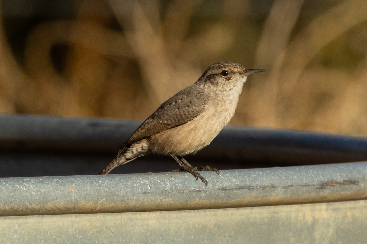 Rock Wren - ML643718940