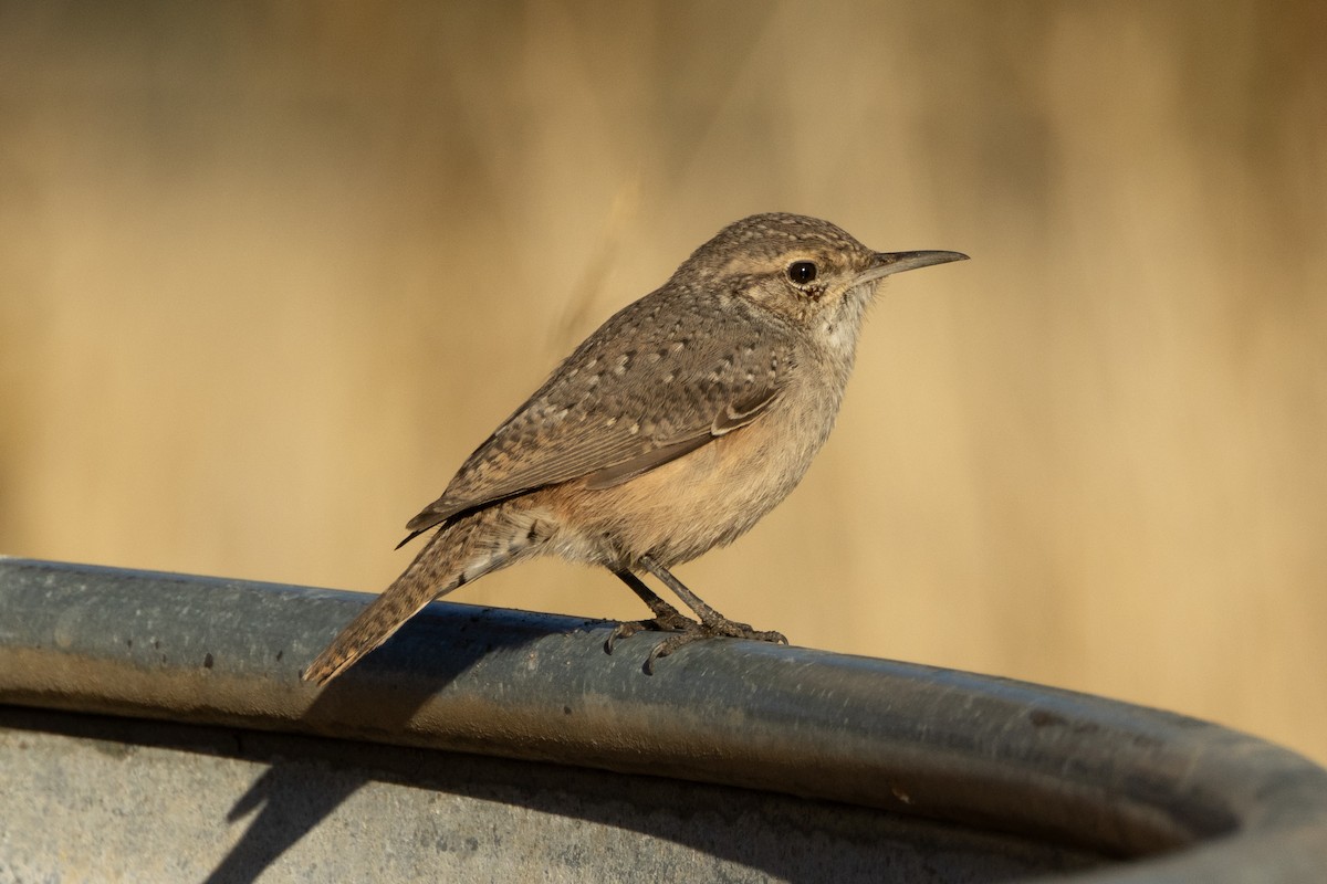 Rock Wren - ML643718942