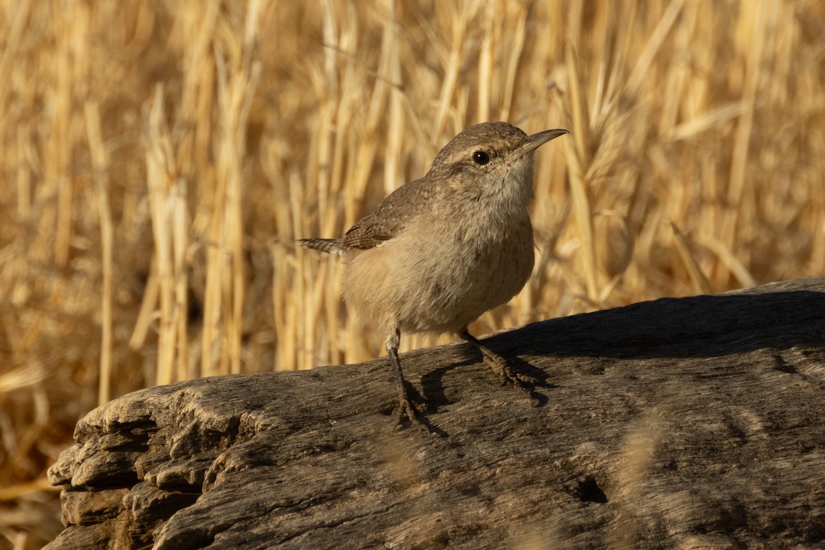 Rock Wren - ML643718943
