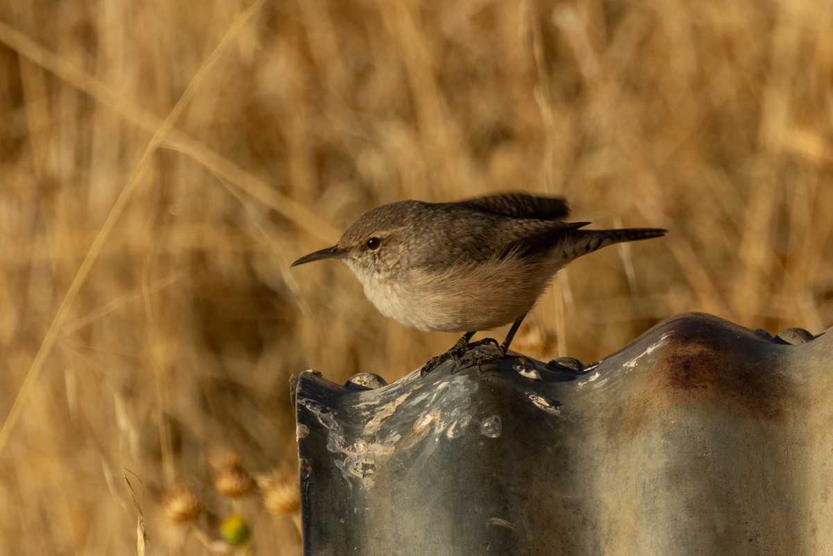 Rock Wren - ML643718944