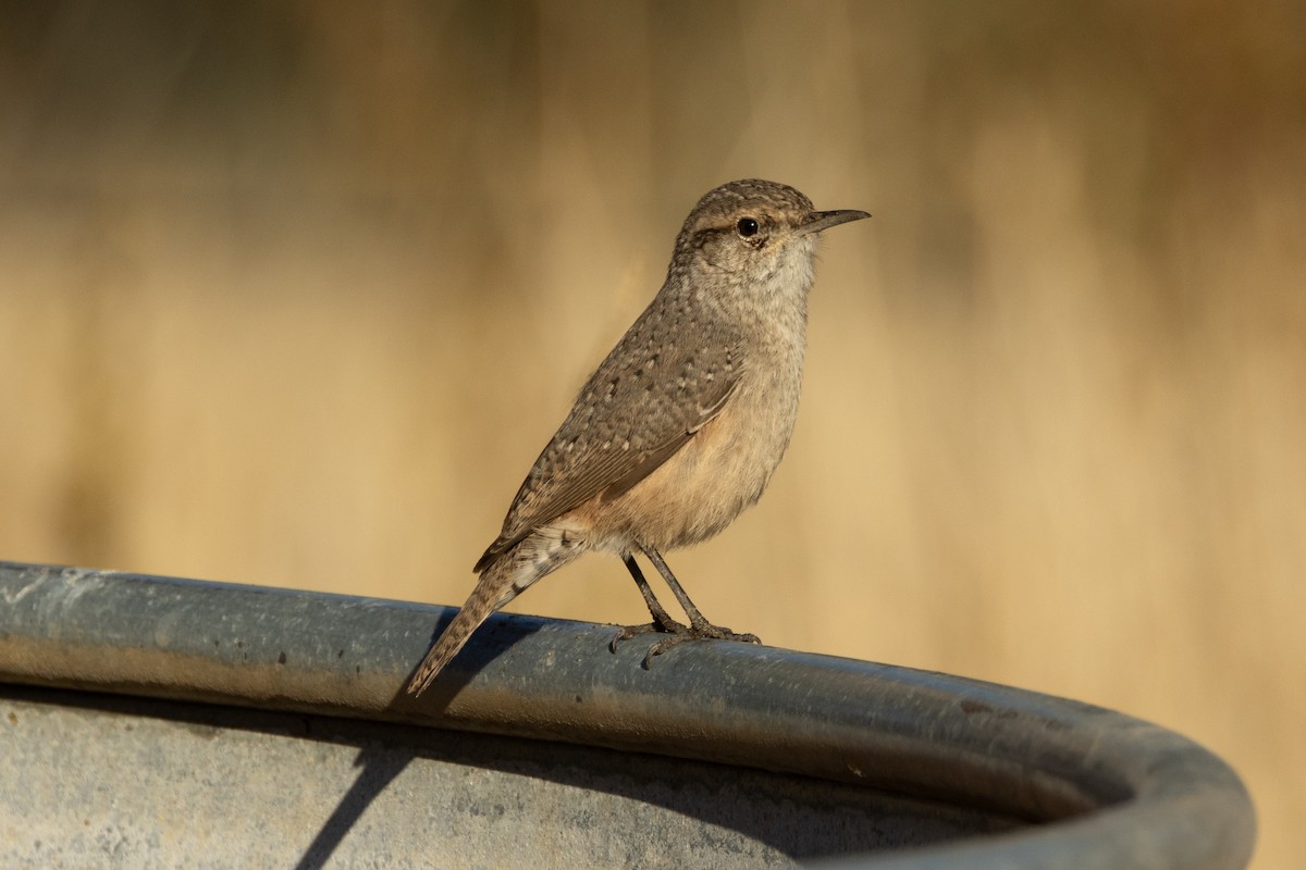 Rock Wren - ML643718945