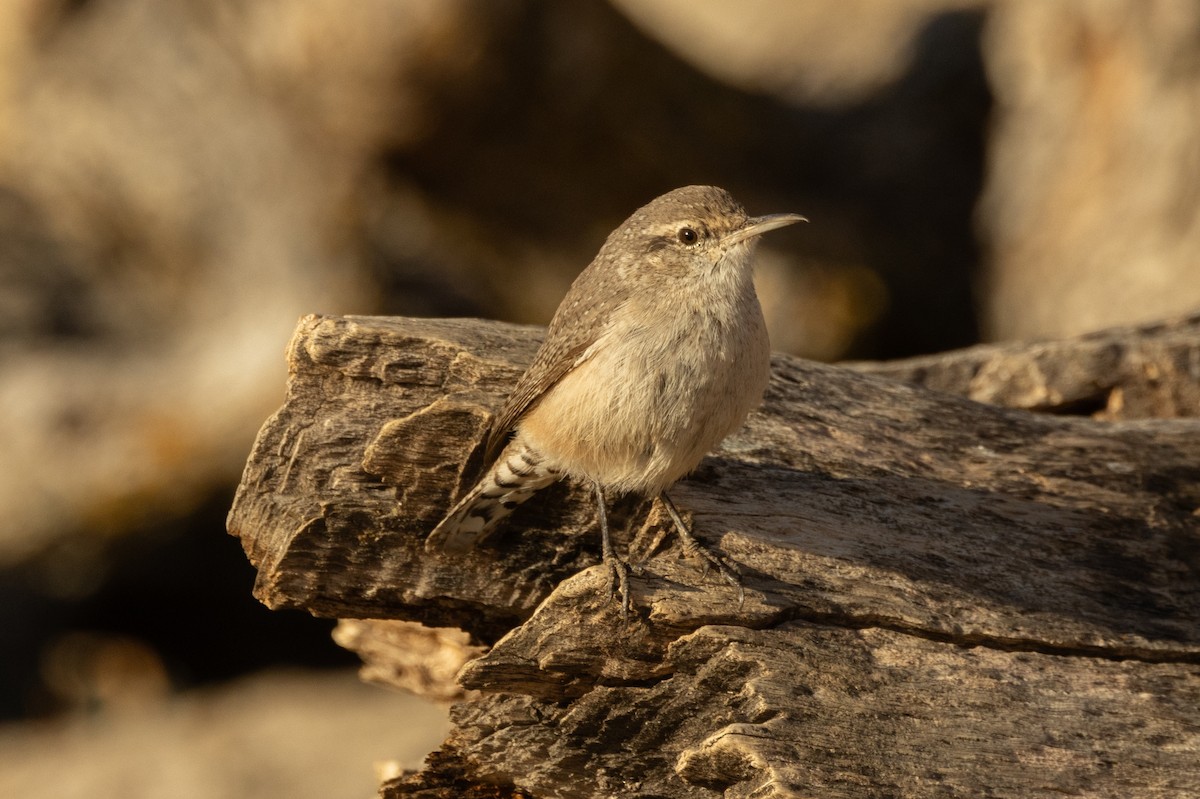 Rock Wren - ML643718946