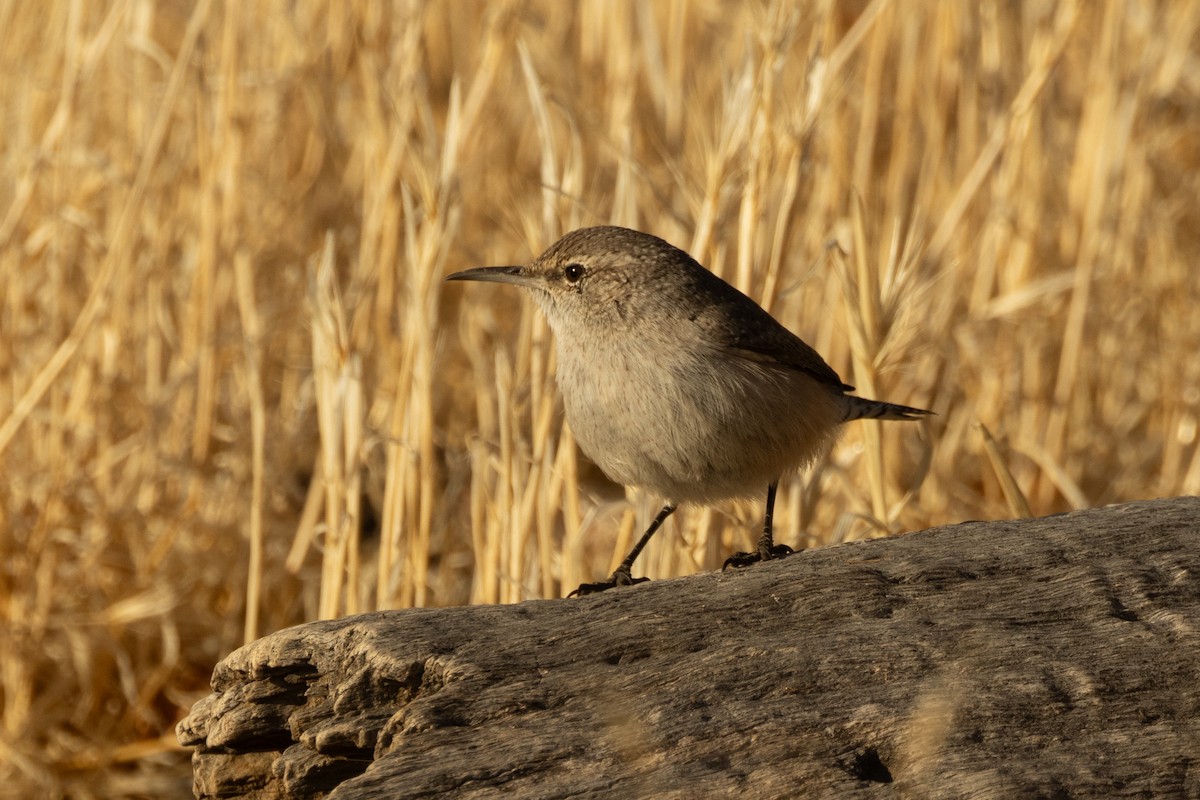 Rock Wren - ML643718947