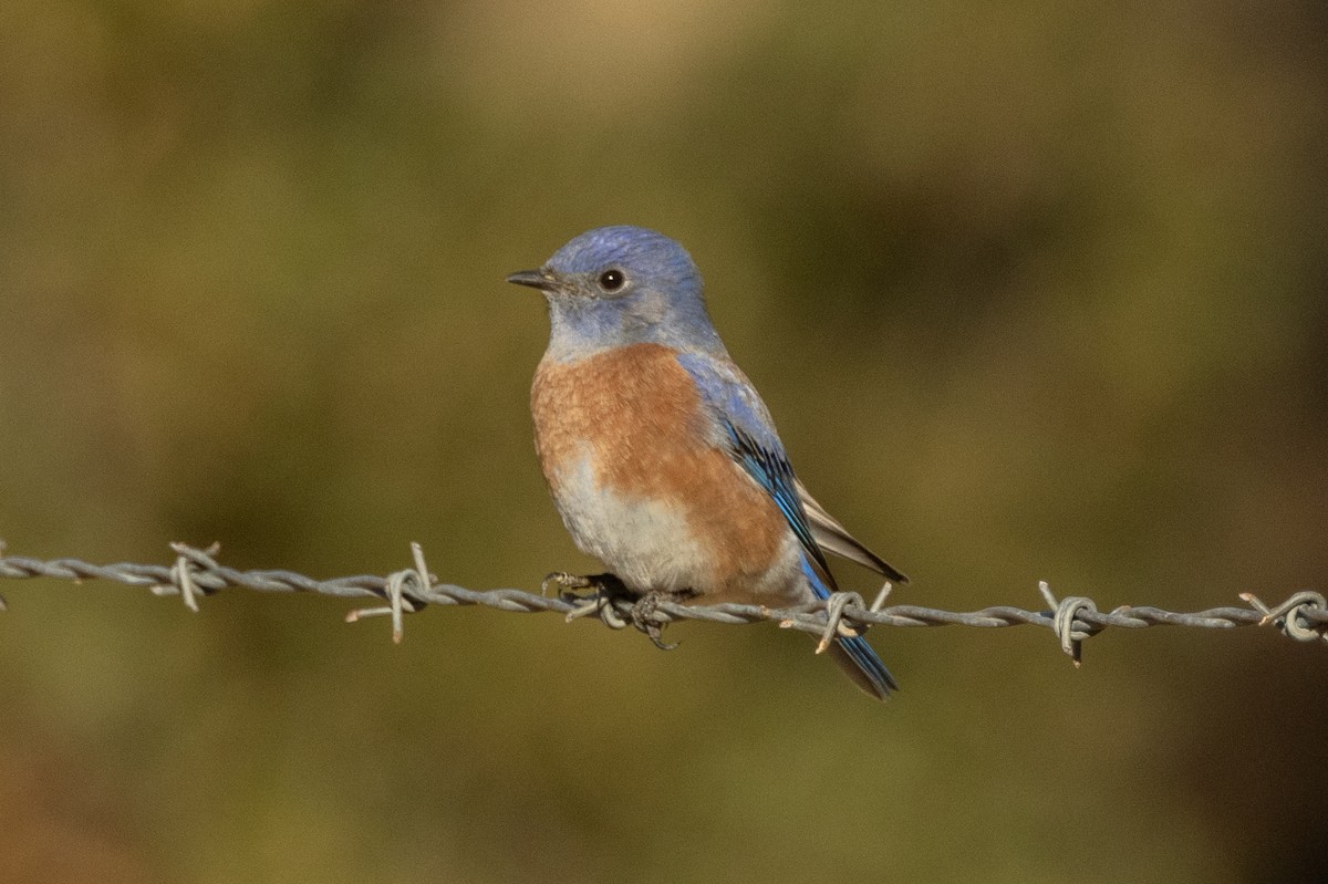 Western Bluebird - ML643718970