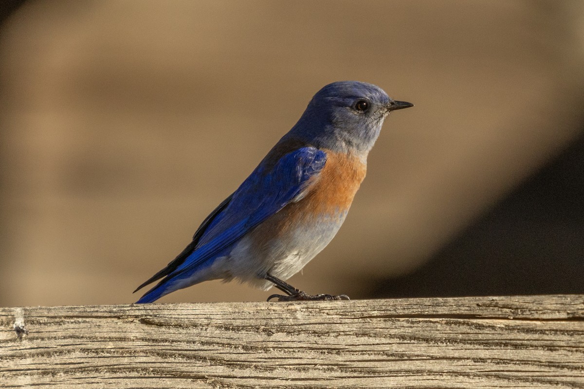 Western Bluebird - ML643718971