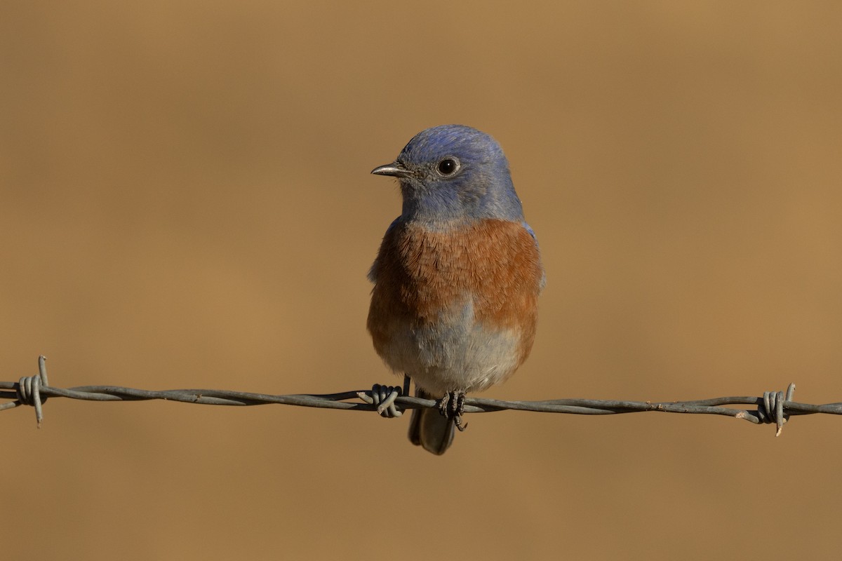 Western Bluebird - ML643718972