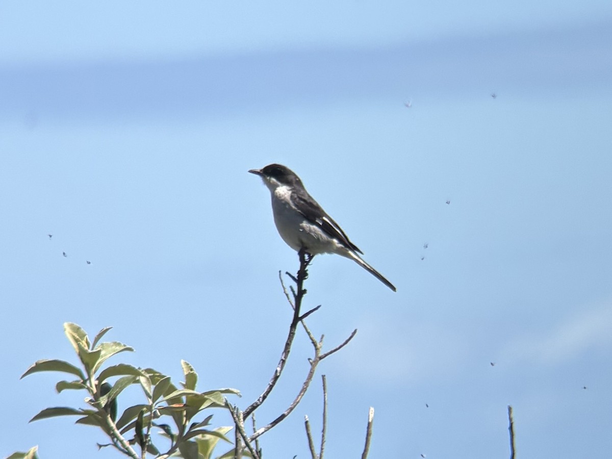 Fiscal Flycatcher - ML643718974