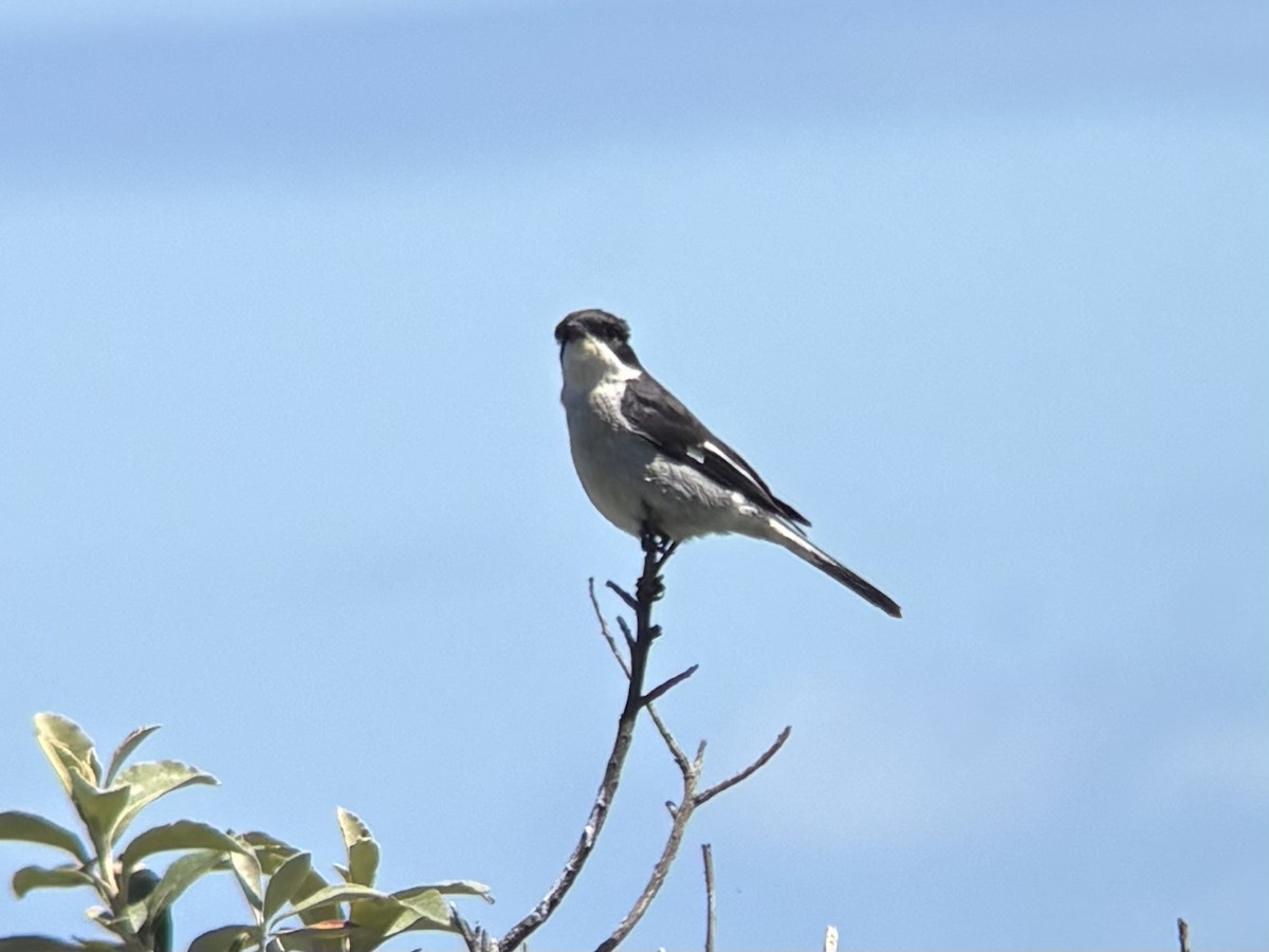 Fiscal Flycatcher - ML643718975