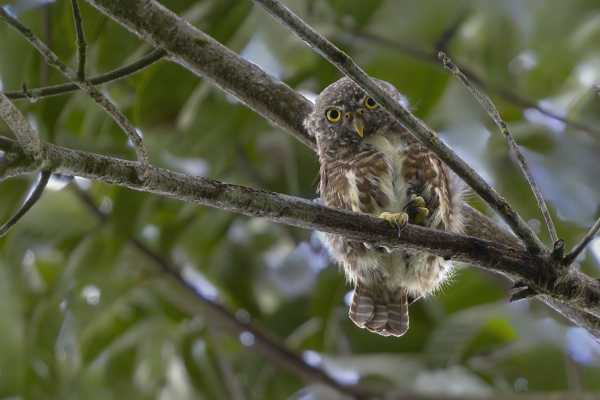 Collared Owlet - ML643718979