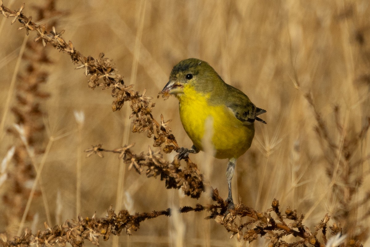 Lesser Goldfinch - ML643718983