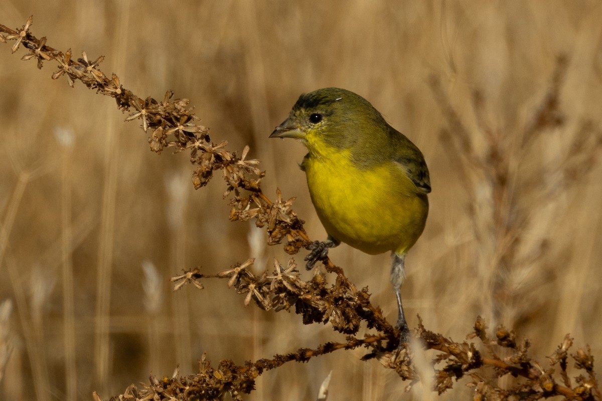 Lesser Goldfinch - ML643718984