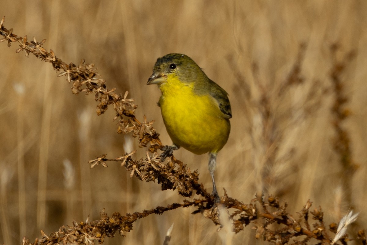 Lesser Goldfinch - ML643718985