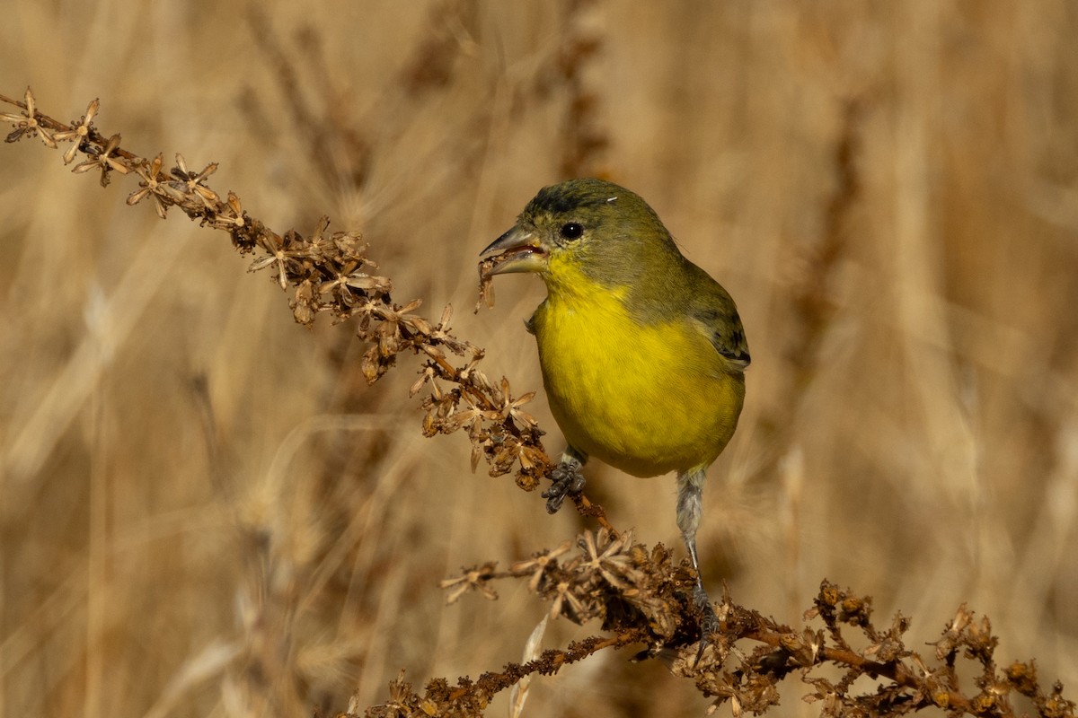Lesser Goldfinch - ML643718986