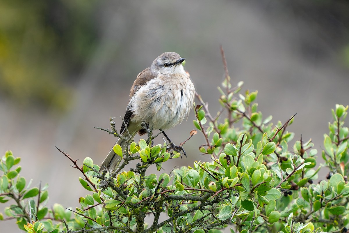 White-banded Mockingbird - ML643718988