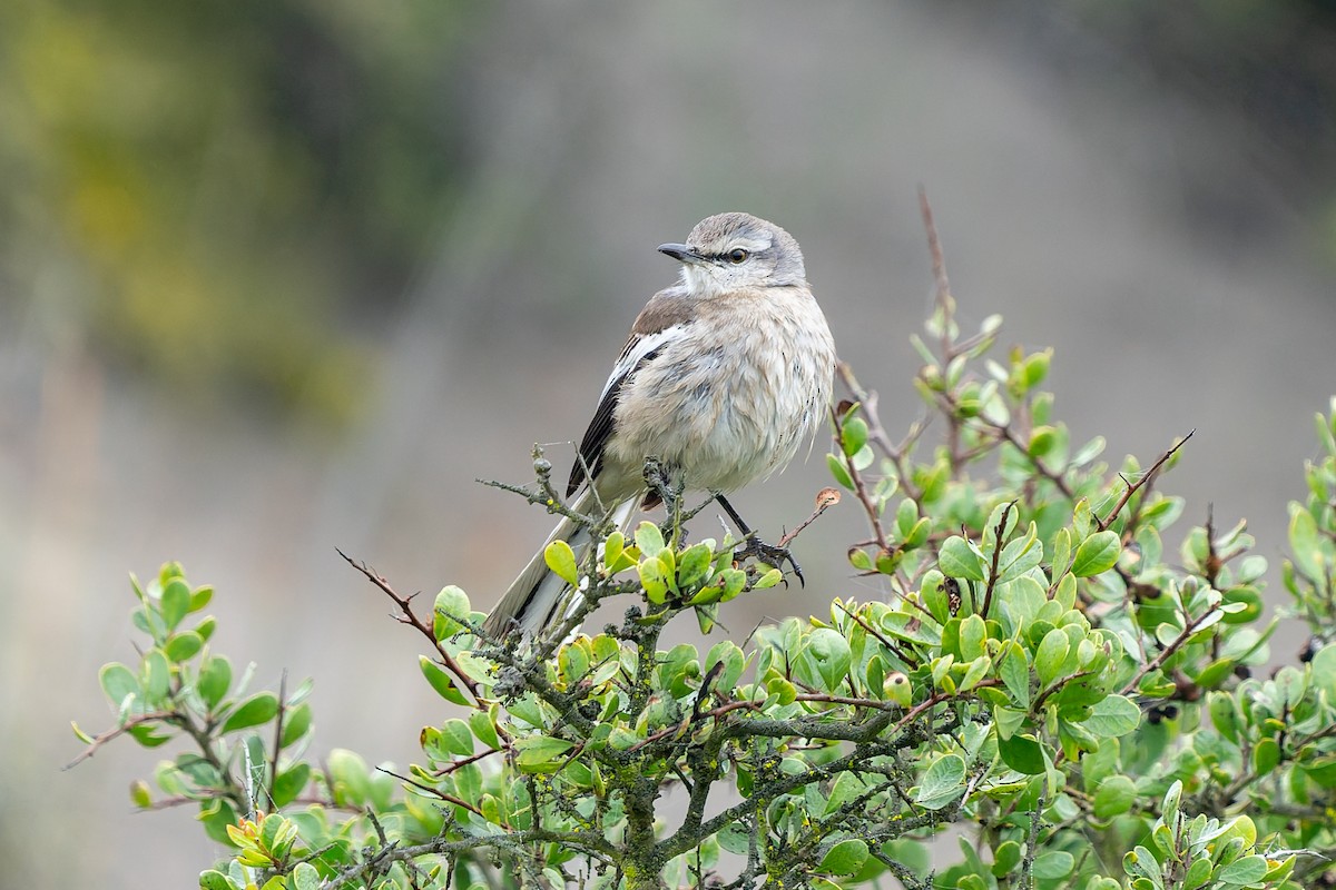 White-banded Mockingbird - ML643718990