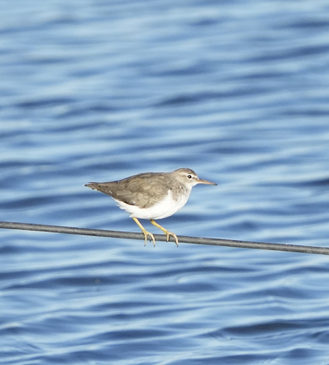 Spotted Sandpiper - ML643718991
