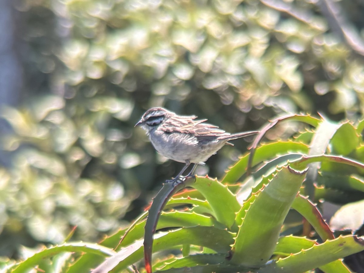 kappspurv - ML643718993