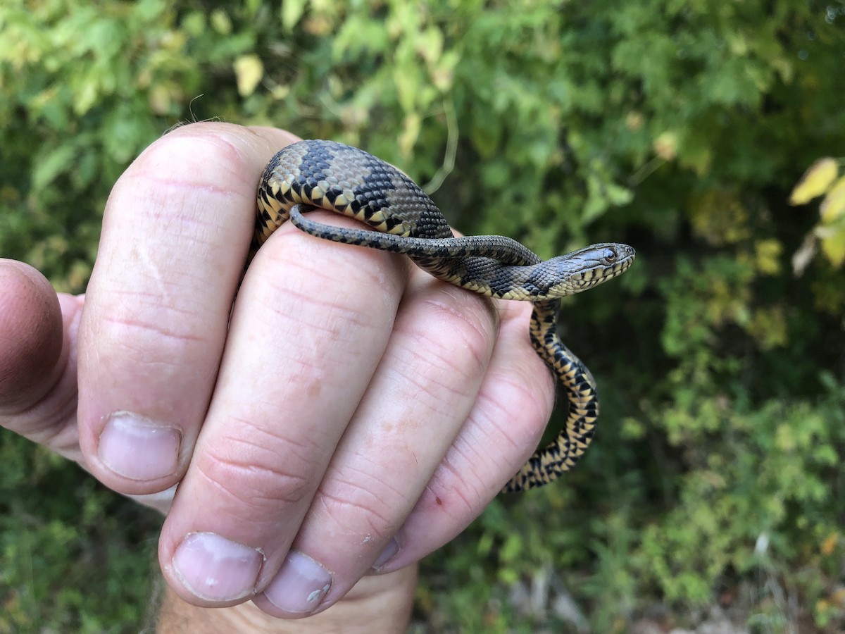 Animals - ML643718996