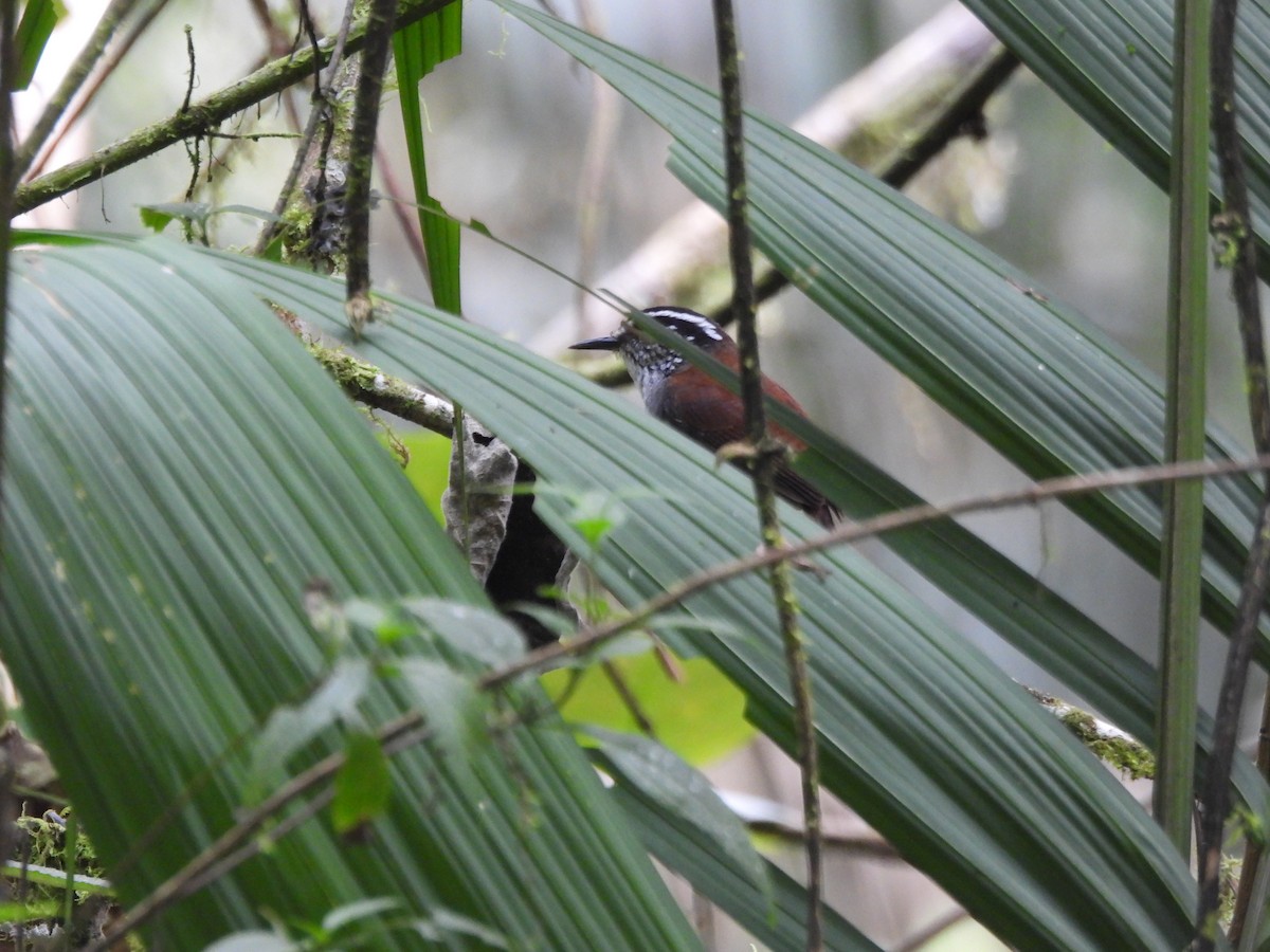 Gray-breasted Wood-Wren - ML643718999