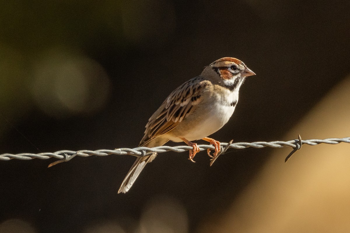 Lark Sparrow - ML643719000