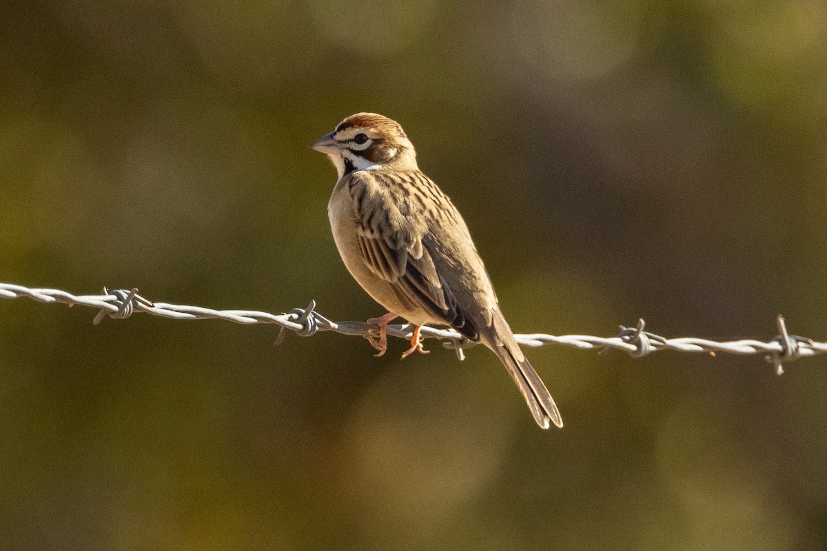 Lark Sparrow - ML643719001