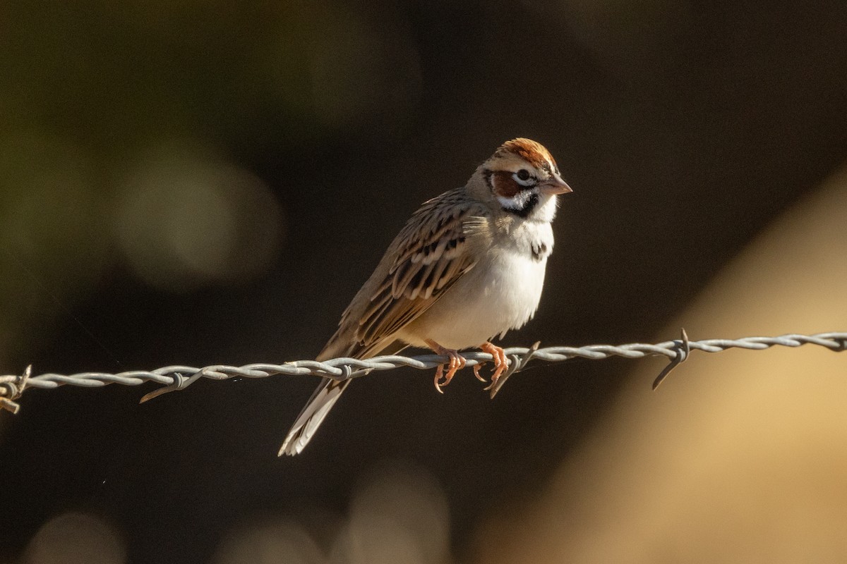 Lark Sparrow - ML643719002