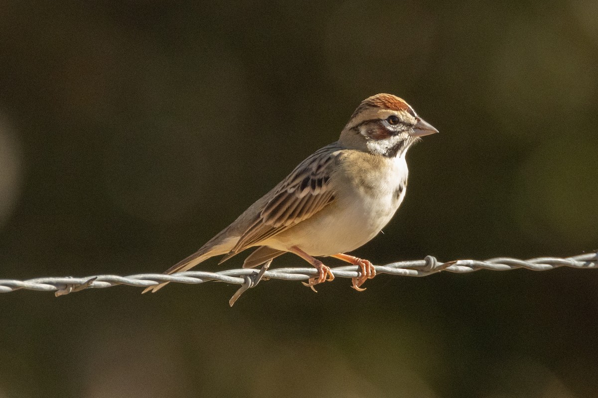 Lark Sparrow - ML643719003