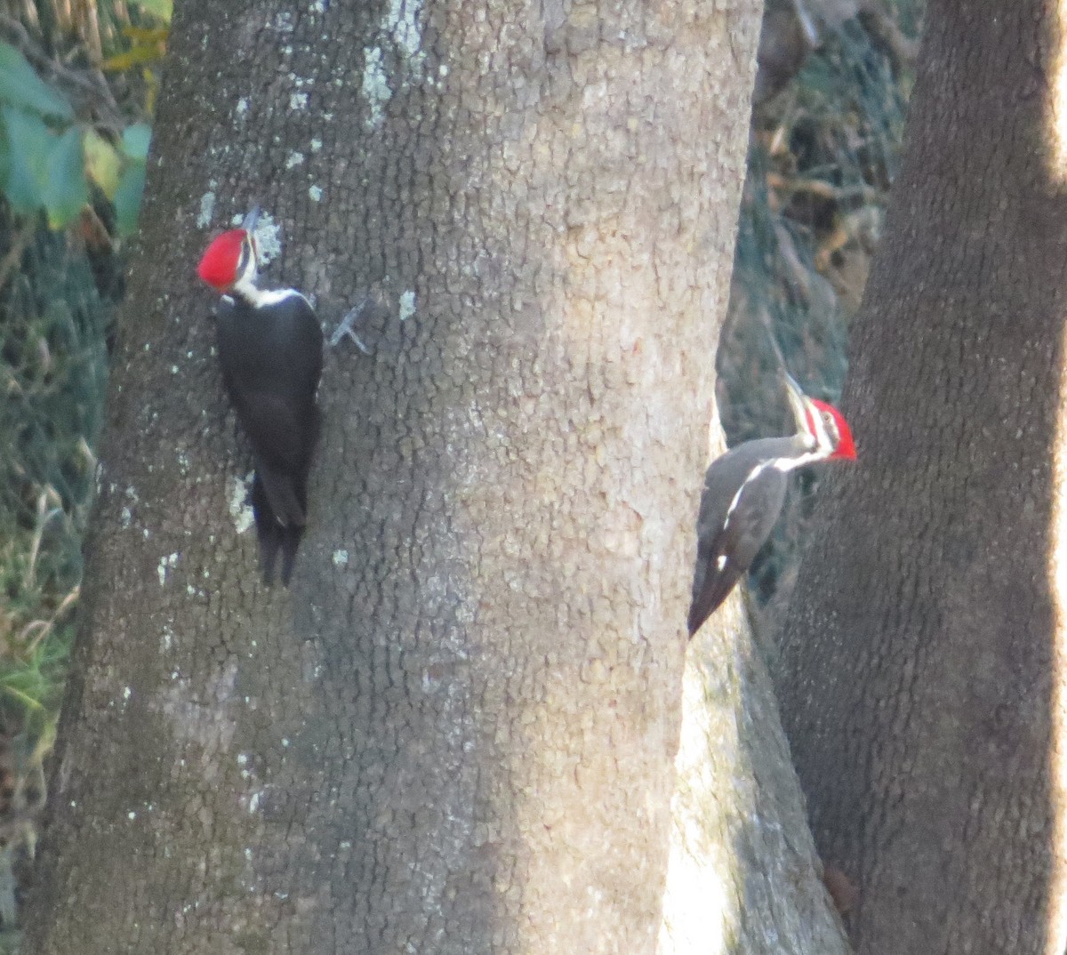 Pileated Woodpecker - ML643719005