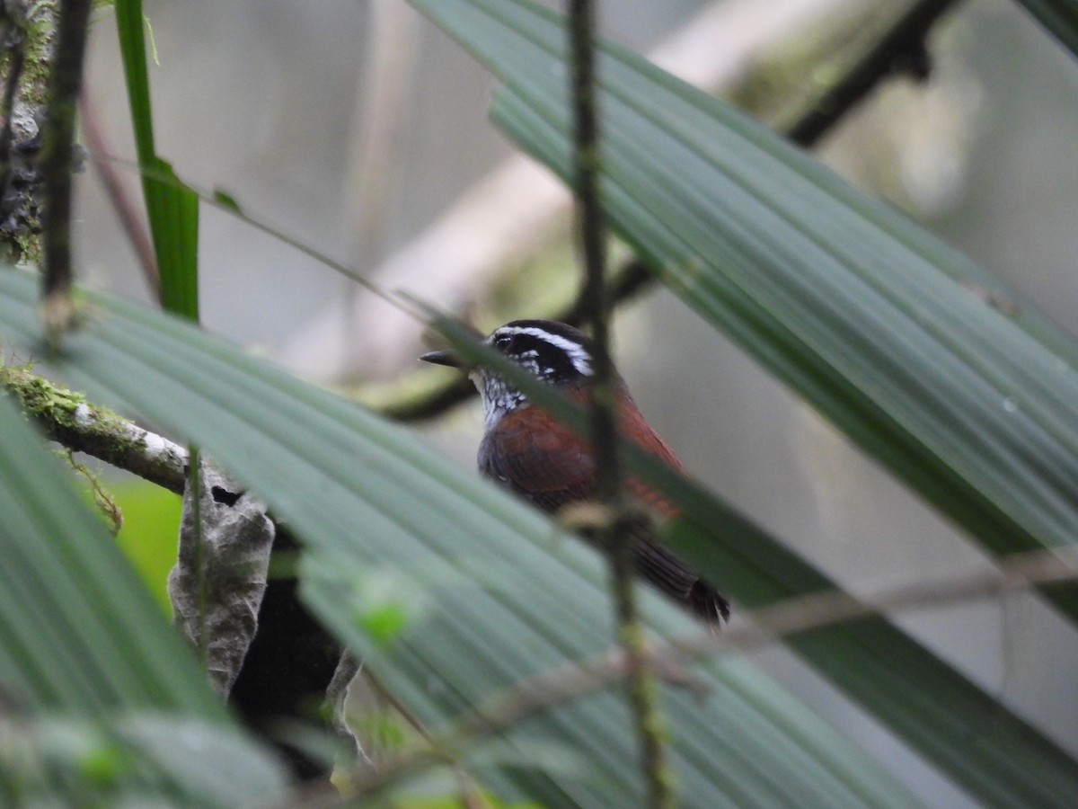 Gray-breasted Wood-Wren - ML643719013