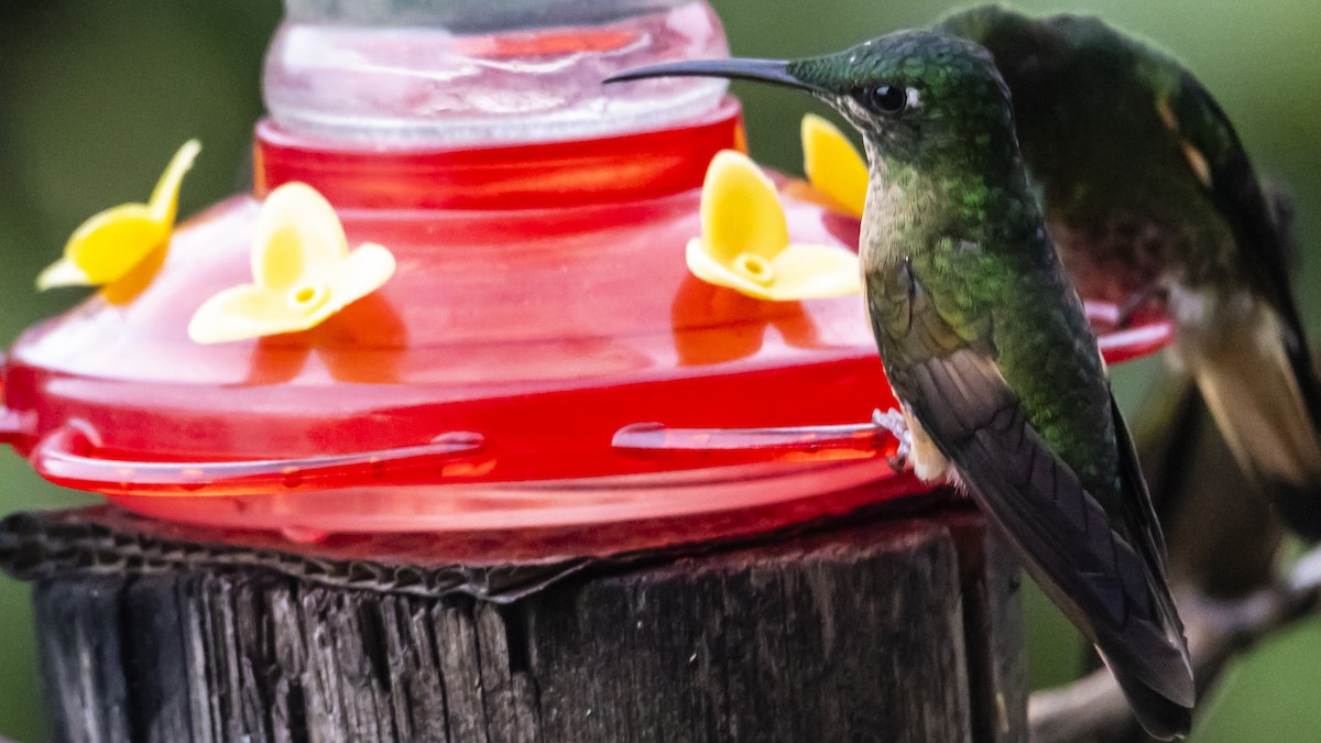 Fawn-breasted Brilliant - ML643719018