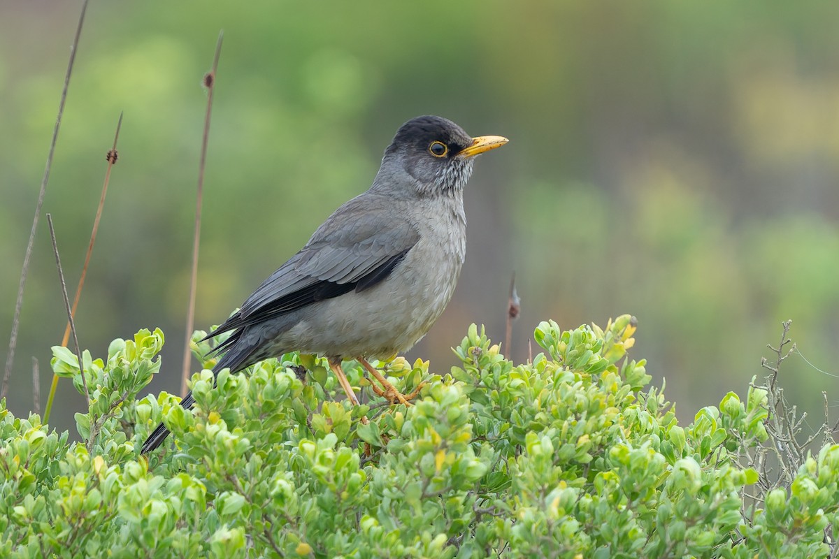 Austral Thrush - ML643719022