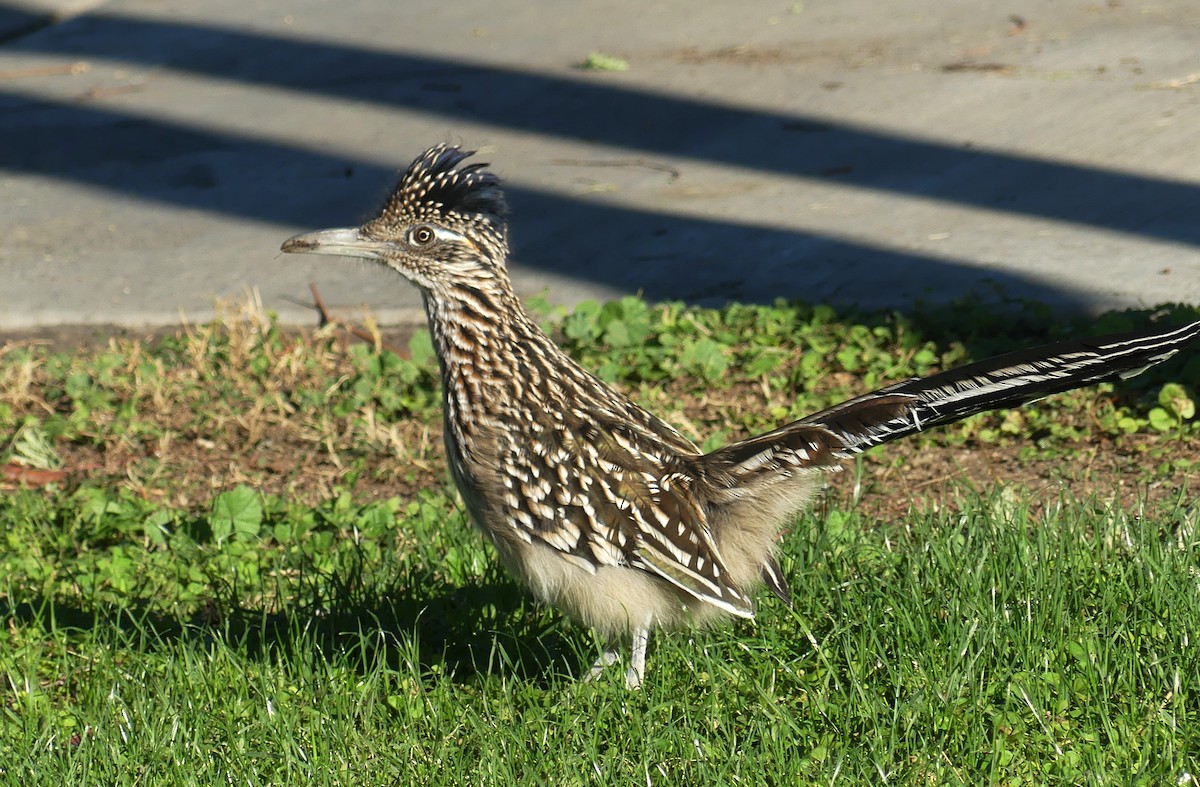 Greater Roadrunner - ML643719023