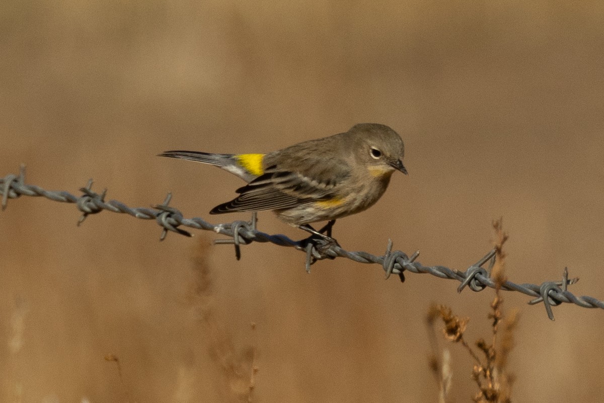 Yellow-rumped Warbler - ML643719026