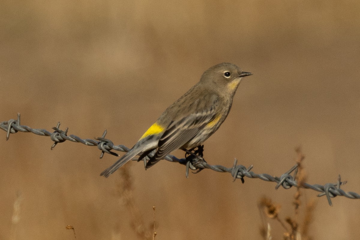 Yellow-rumped Warbler - ML643719027