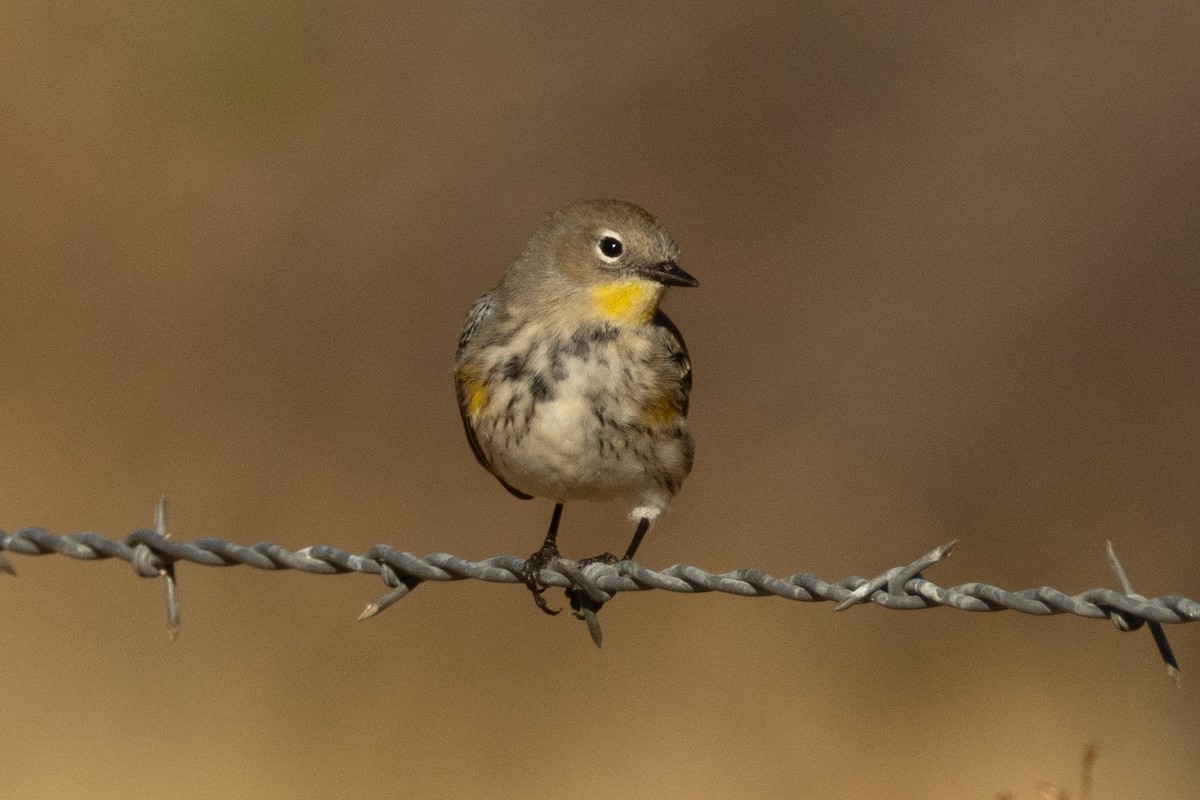 Yellow-rumped Warbler - ML643719028