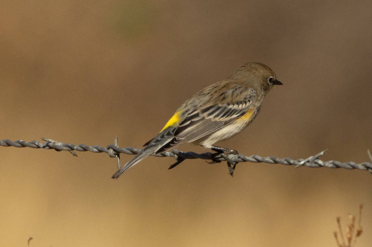 Yellow-rumped Warbler - ML643719029