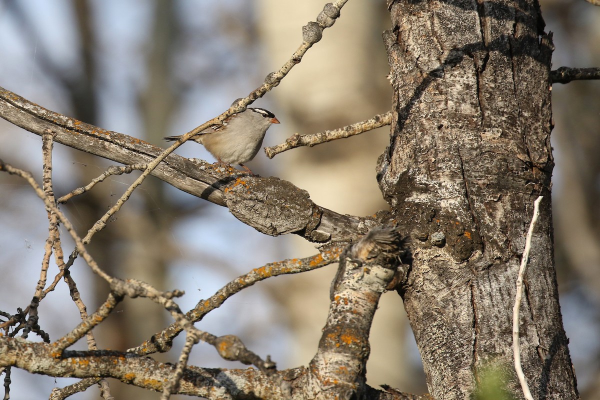 Dachsammer (oriantha) - ML643719030