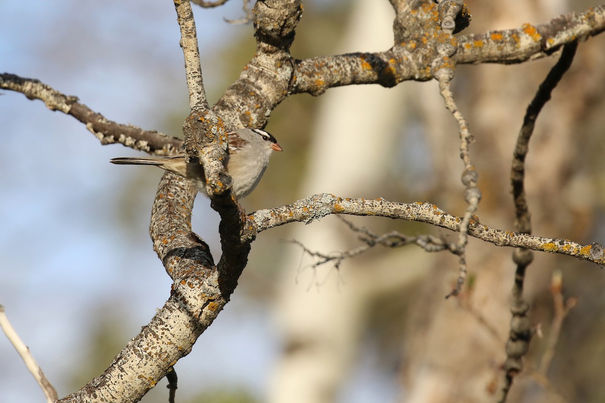 Dachsammer (oriantha) - ML643719033