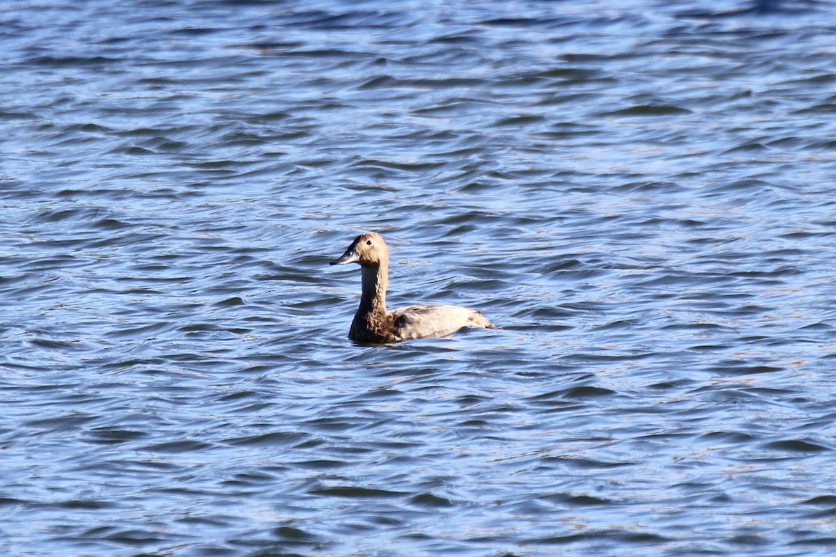Canvasback - ML643719038